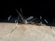 Mogi Guaçu já registra 1.672 casos de dengue
