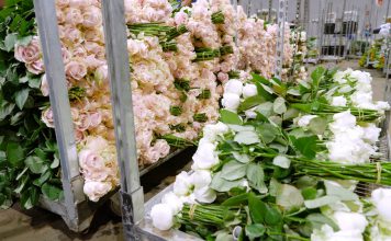 Ibraflor prevê falência de 66% dos produtores de flores e de plantas ornamentais