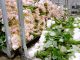 Ibraflor prevê falência de 66% dos produtores de flores e de plantas ornamentais