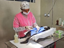 Mogi Guaçu realiza castração gratuita de 400 cães e gatos nos dias 11 e 12 de fevereiro