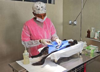 Mogi Guaçu realiza castração gratuita de 400 cães e gatos nos dias 11 e 12 de fevereiro