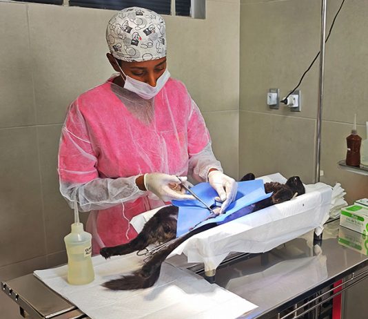 Mogi Guaçu realiza castração gratuita de 400 cães e gatos nos dias 11 e 12 de fevereiro